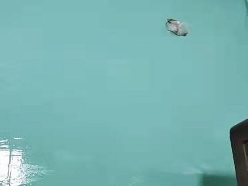 衛(wèi)生間防水貼磚裝修:首先就要搞清楚，防水不是只做一遍就可以的。一般的防水施工要做2到3遍，而且防水的順序也是有講究的，比如，要先做完墻面防水再貼墻磚，其次才可以做地面防水，再貼地磚。因為地面經(jīng)常會踩來踩去，地面防水如果先做了會很容易踩壞。
